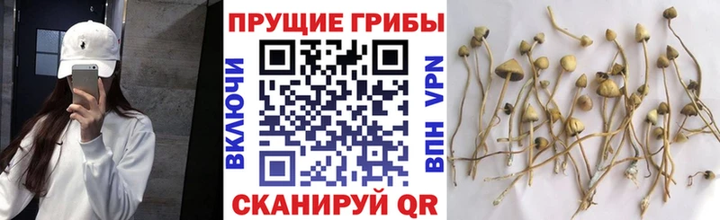 Псилоцибиновые грибы прущие грибы  Купить закладки  Сольцы 